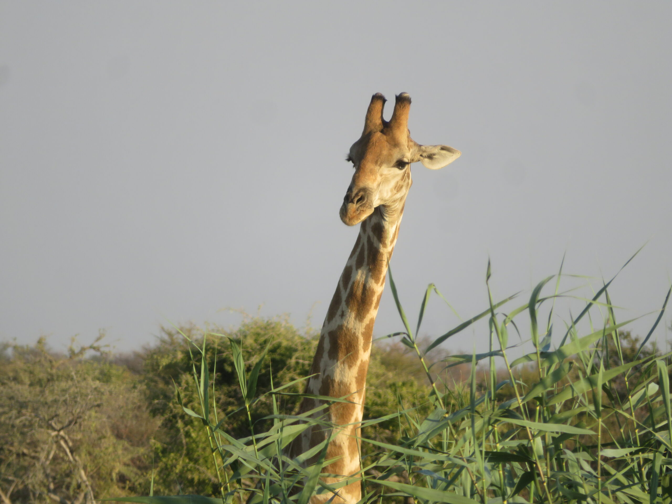 Namibie Etosha Girafe