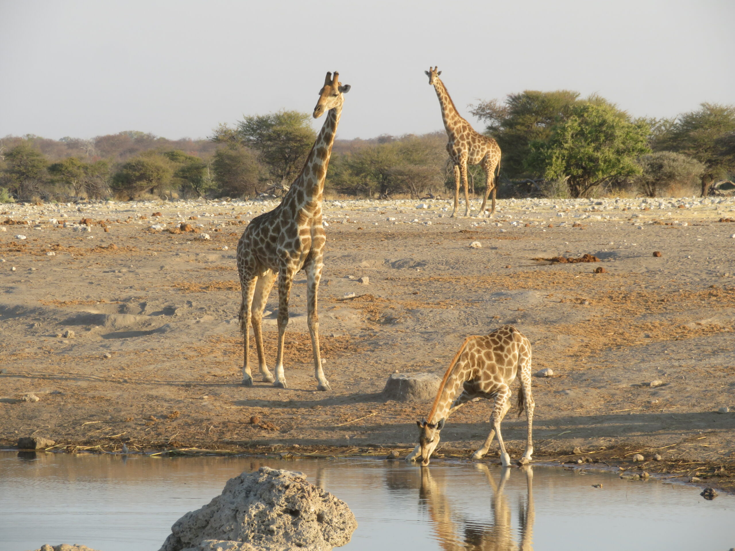 Namibie Etosha Girafes