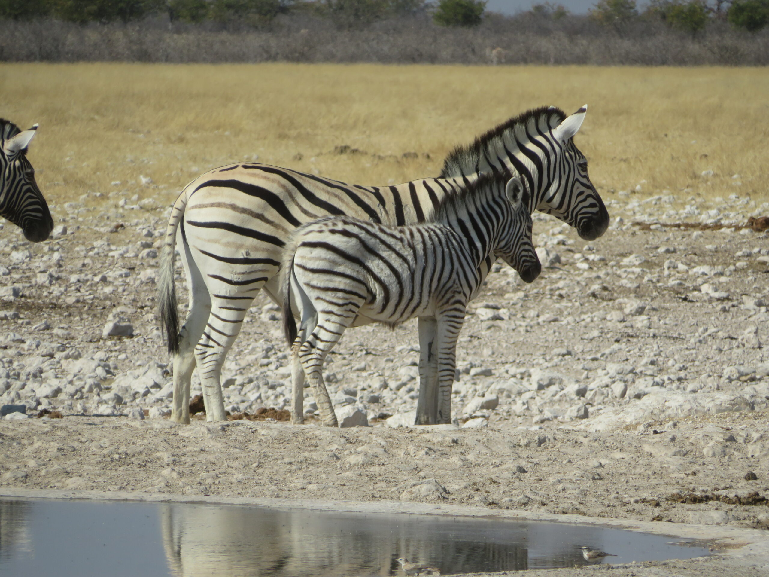 Namibie Etosha zebres