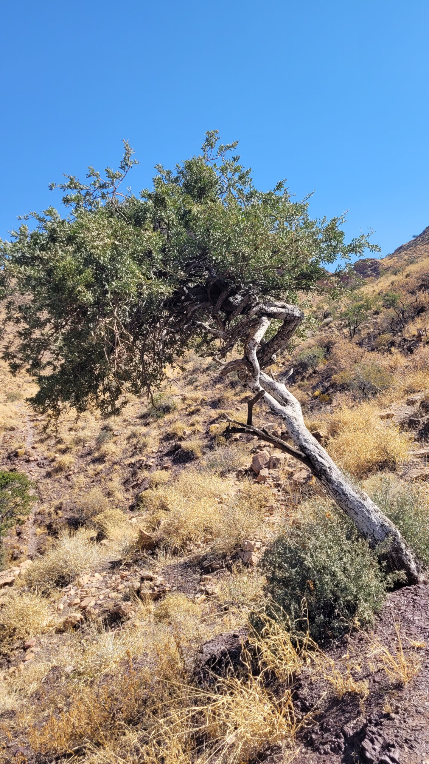 Namibie Olive trail olivier