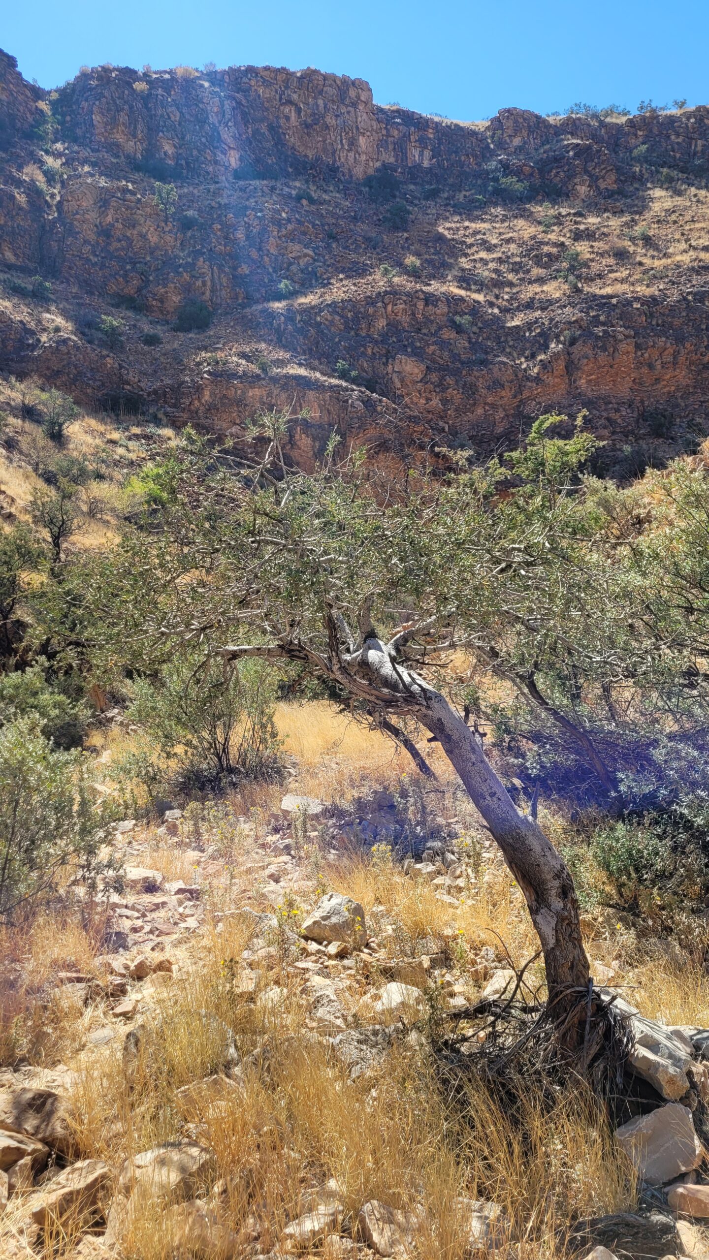 Namibie Olive trail olivier