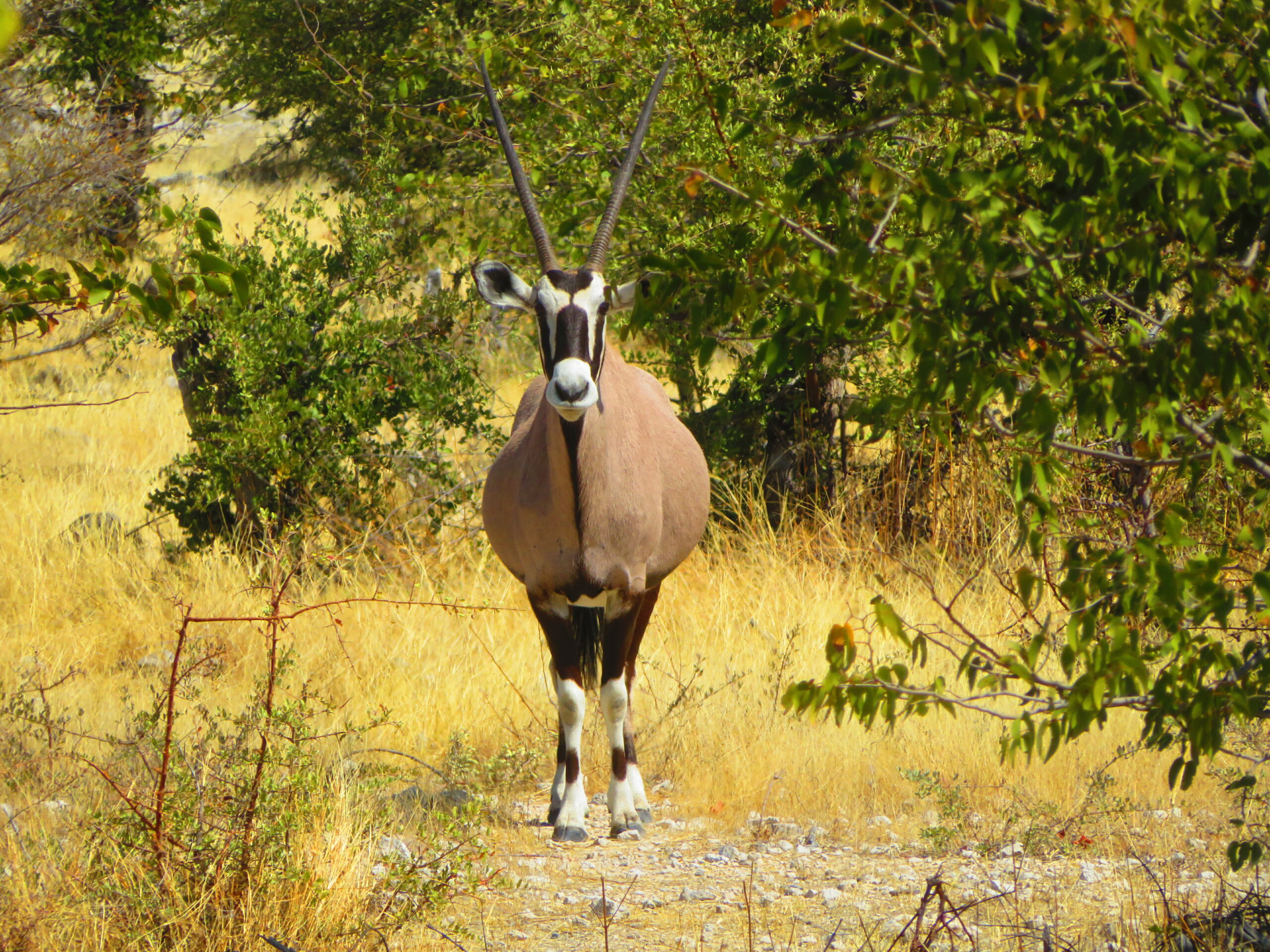 oryx etosha namibie