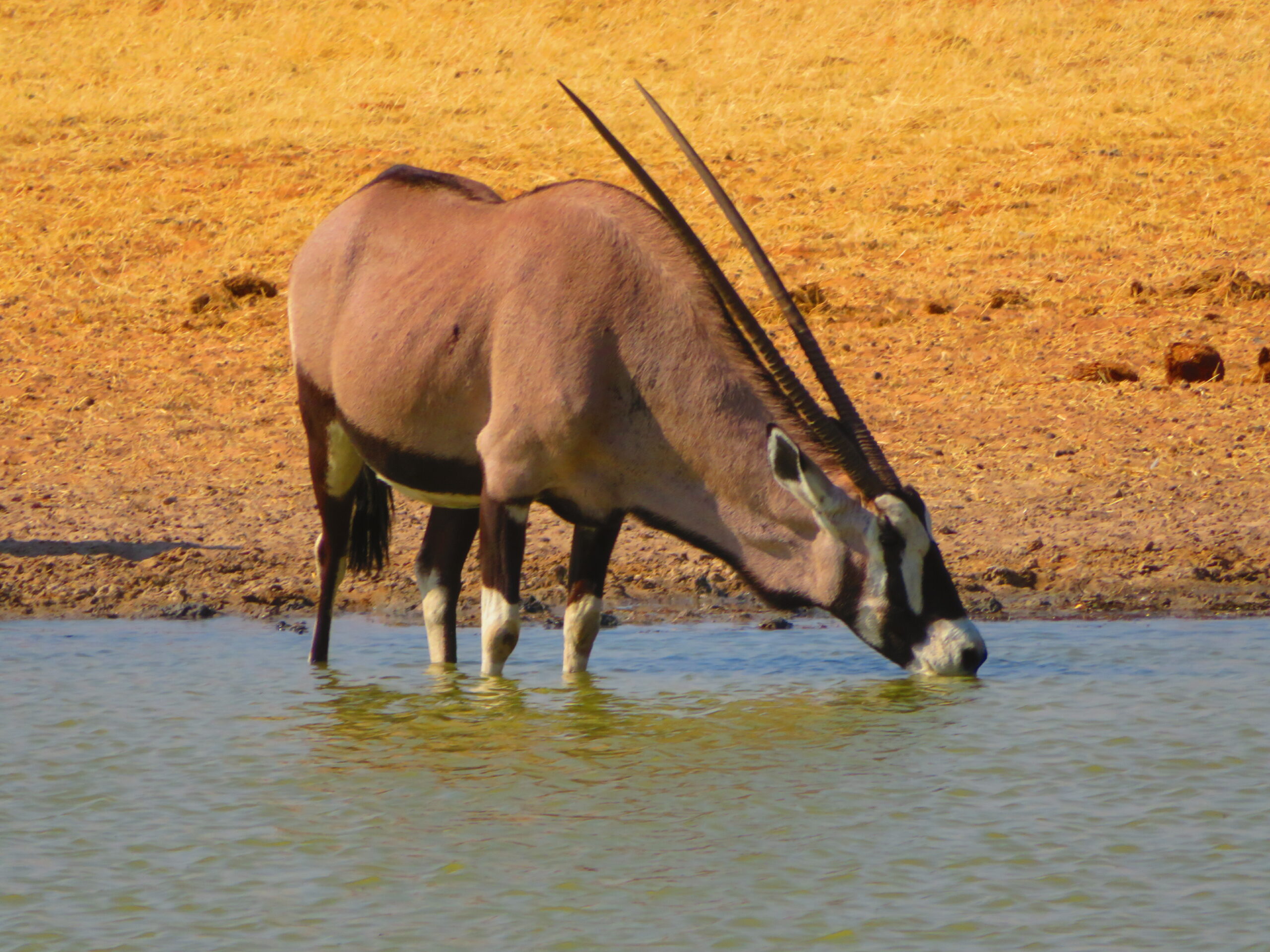 oryx etosha namibie