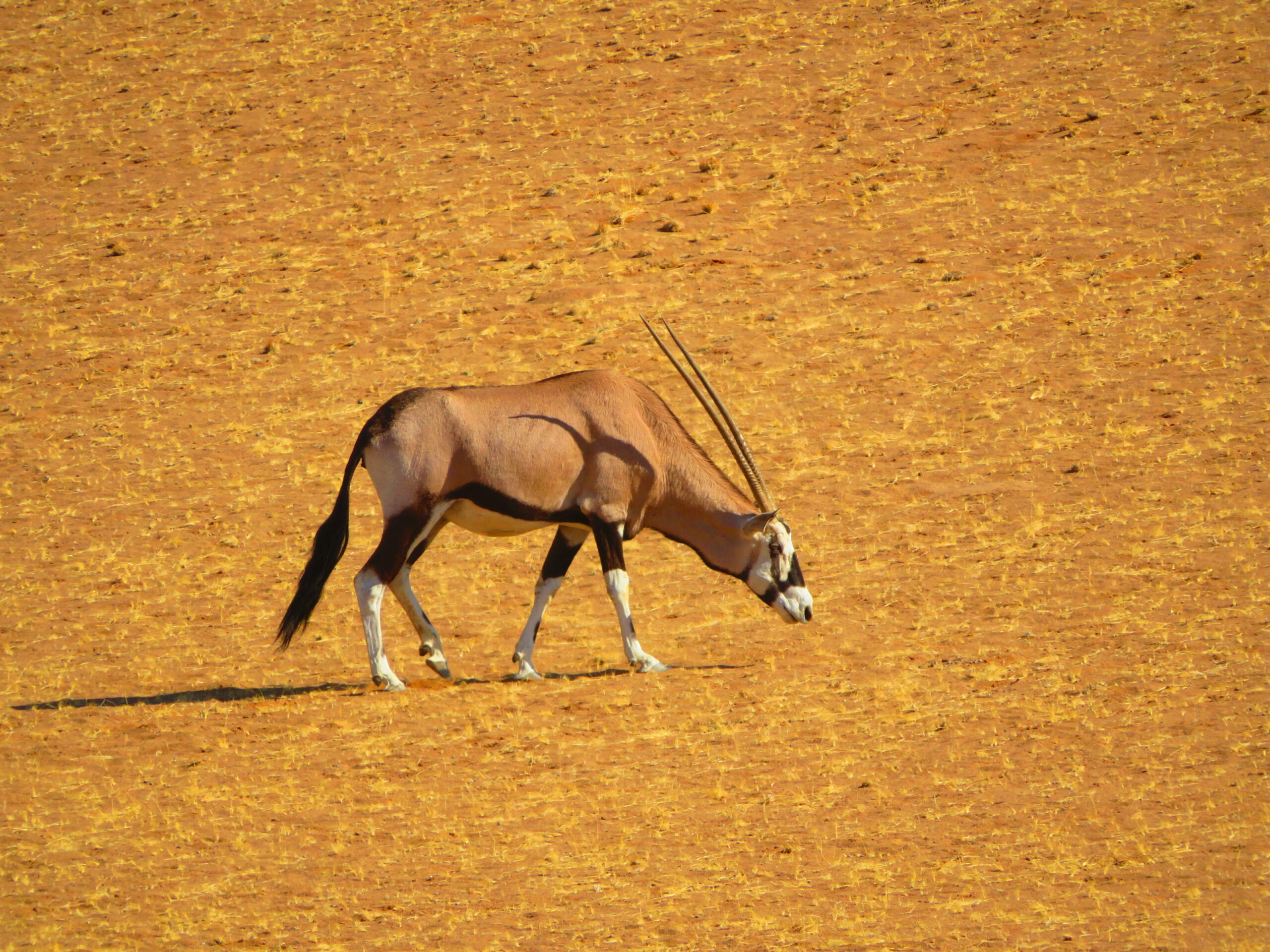 oryx sesriem namibie
