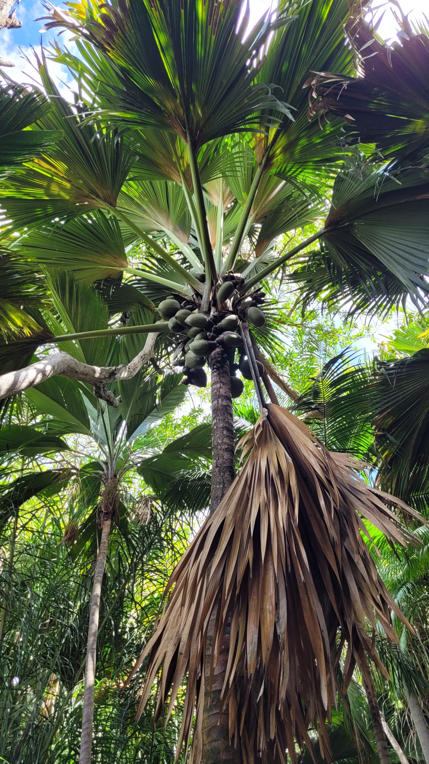 palmier-fond-ferdinand-praslin
