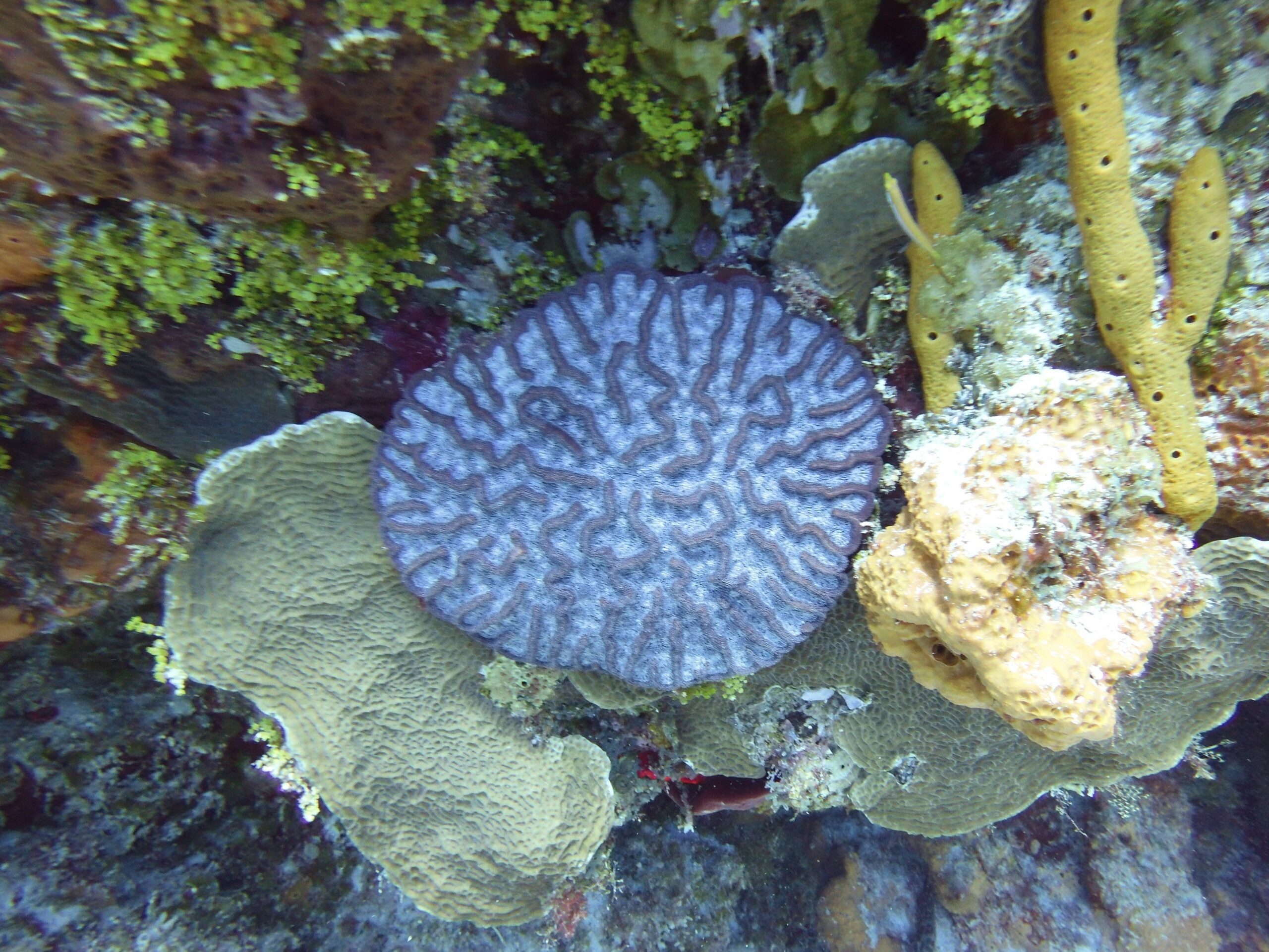 plongee cozumel corail