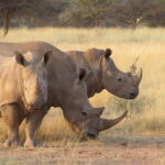 rhinoceros mount etjo namibie