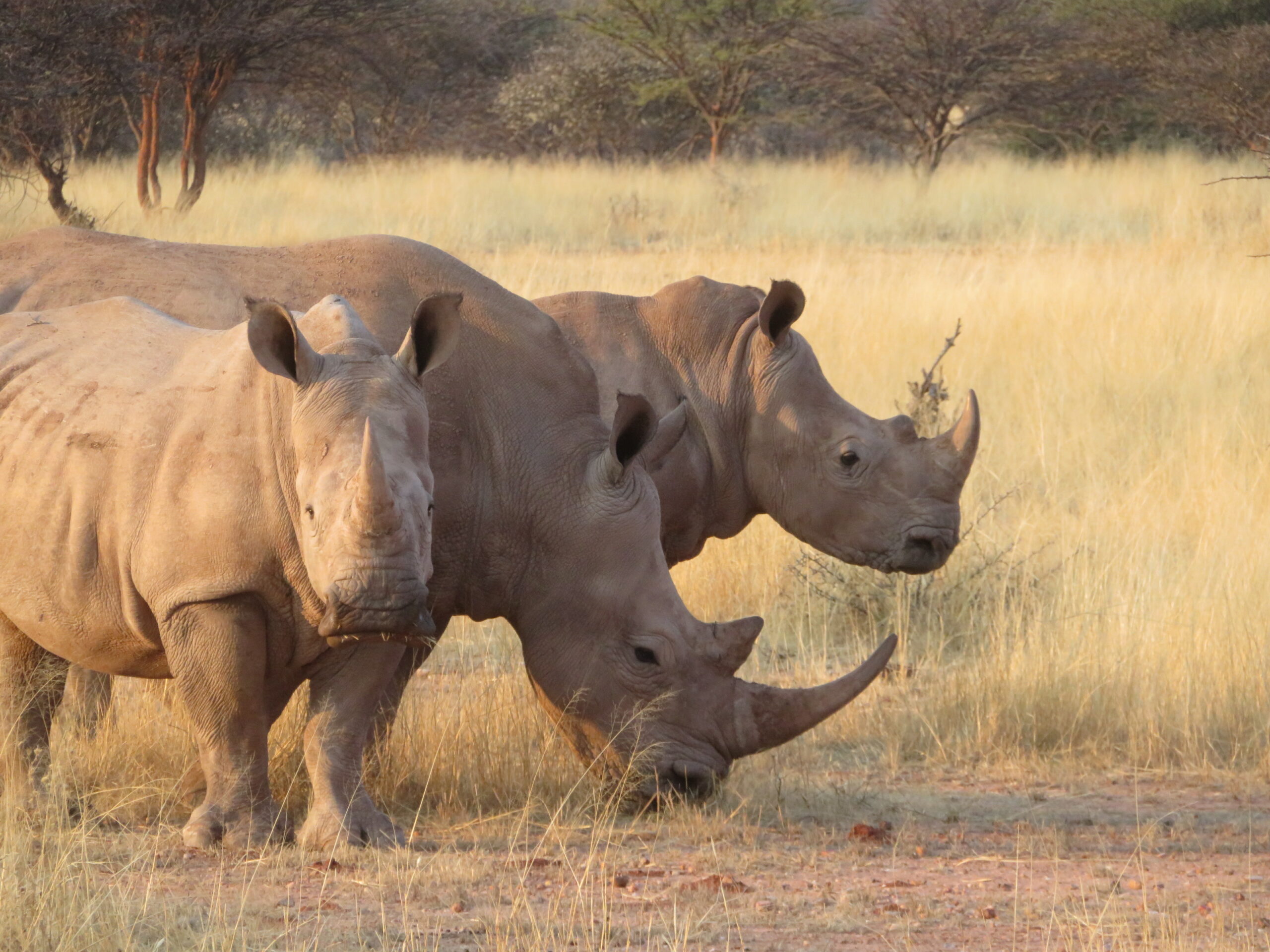 rhinoceros mount etjo namibie