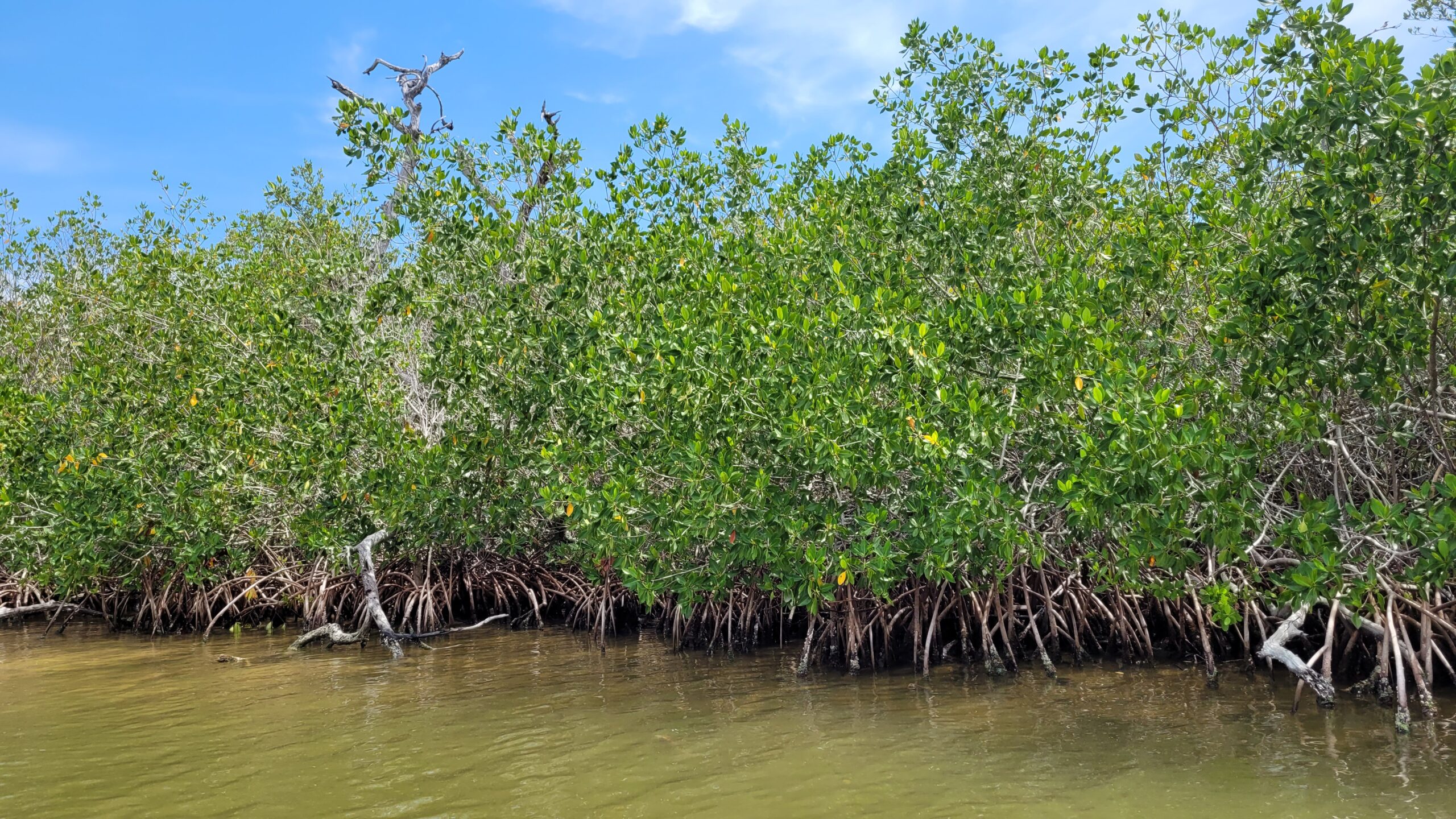 rio lagartos yucatan mexique mangroves