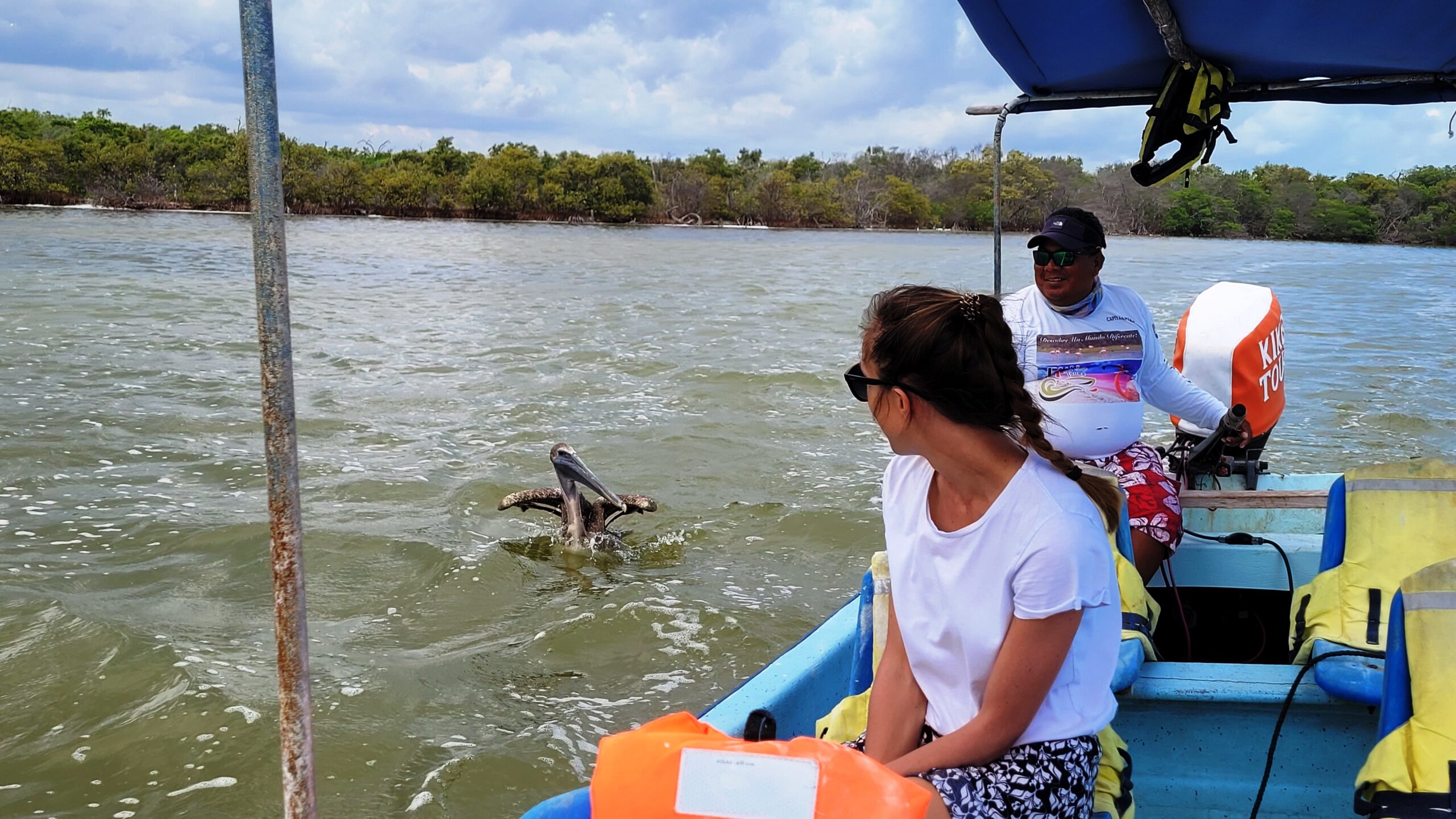 rio lagartos yucatan mexique pelican