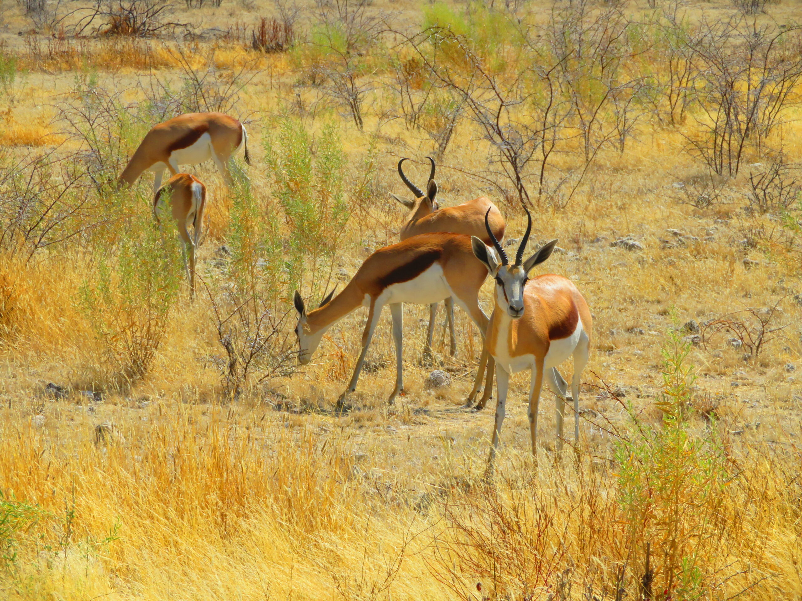 springboks etosha namibie