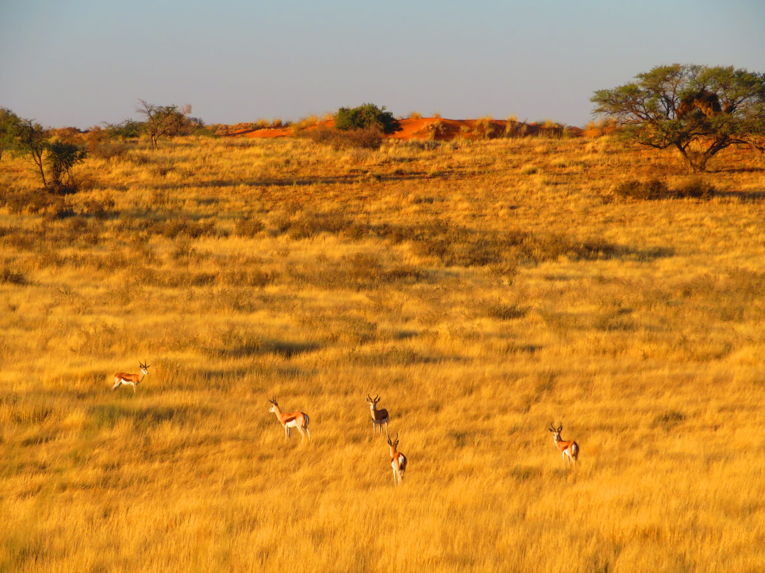 springboks trans kalahari walk namibie