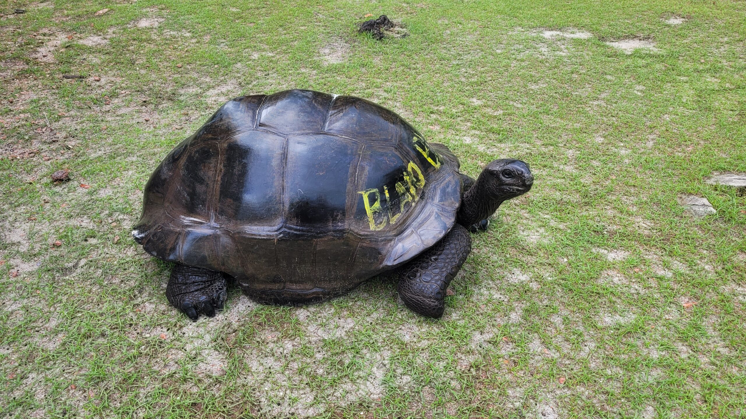 tortue-geante-ile-curieuse-seychelles