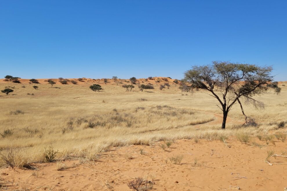Trans Kalahari walk Namibie