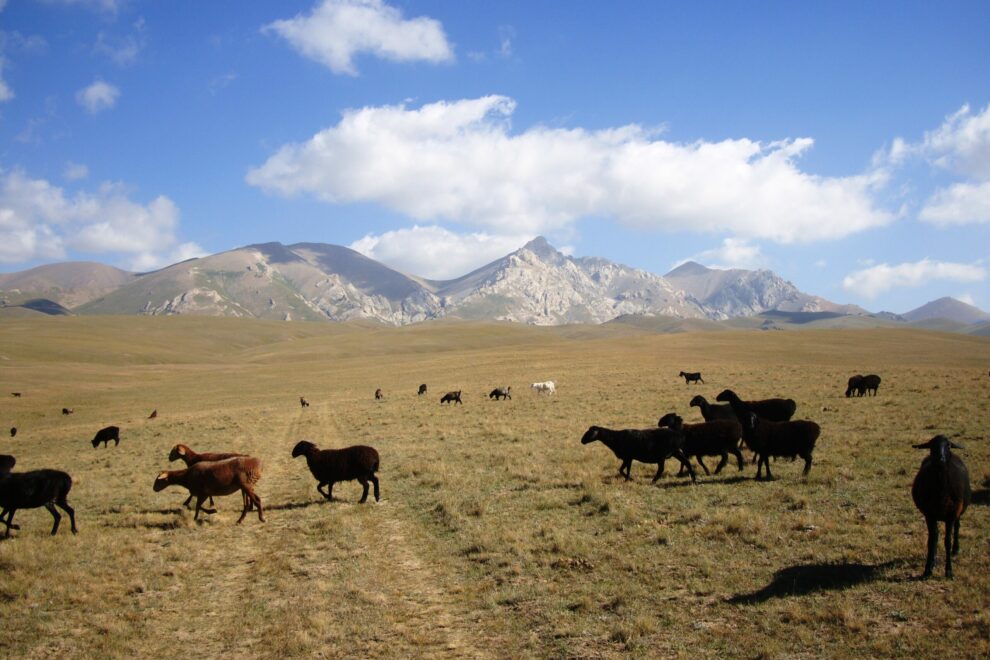 song kul lac kirghizistan troupeau brebis