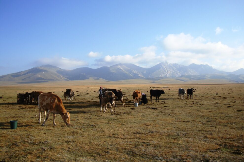 song kul lac kirghizistan troupeaux