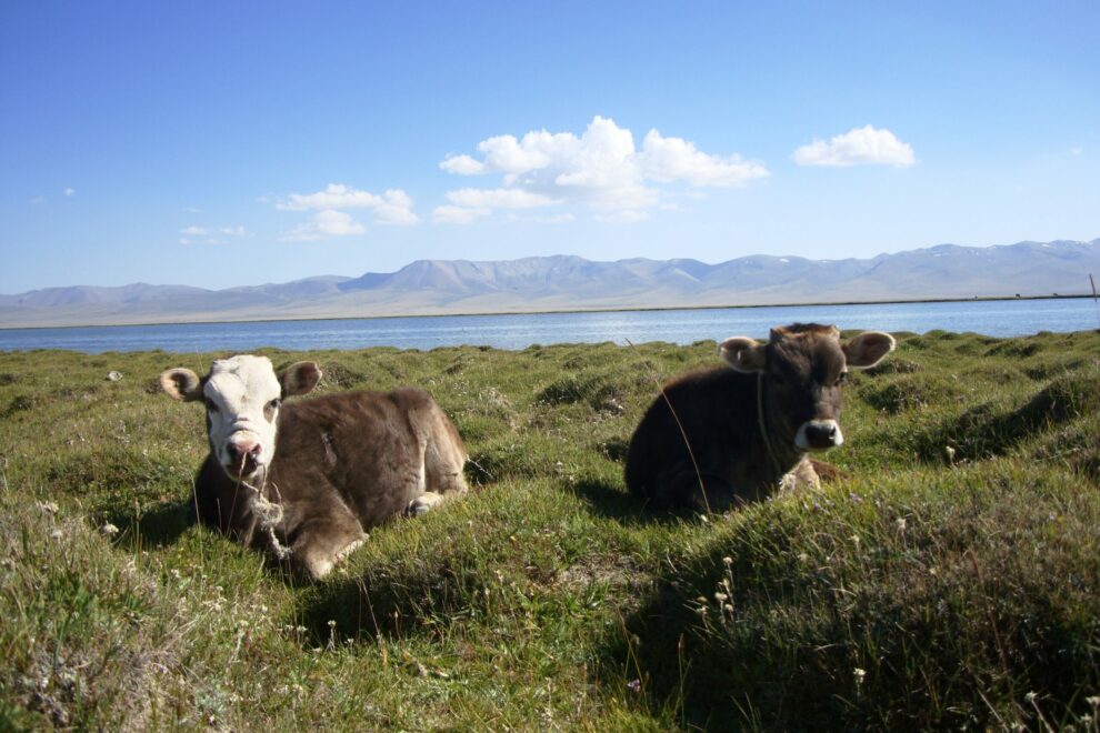 song kul lac kirghizistan vaches