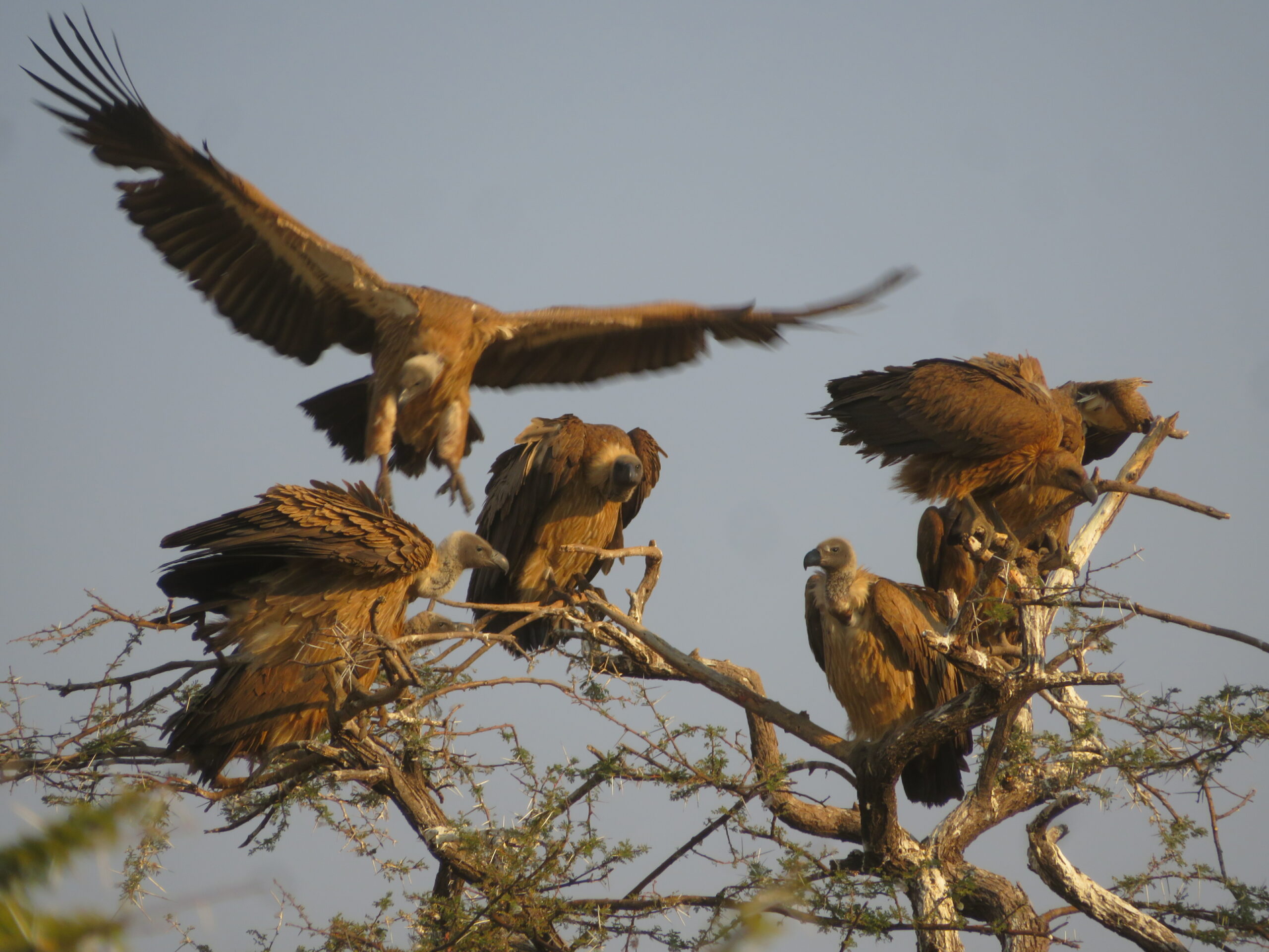 vautours mount etjo namibie
