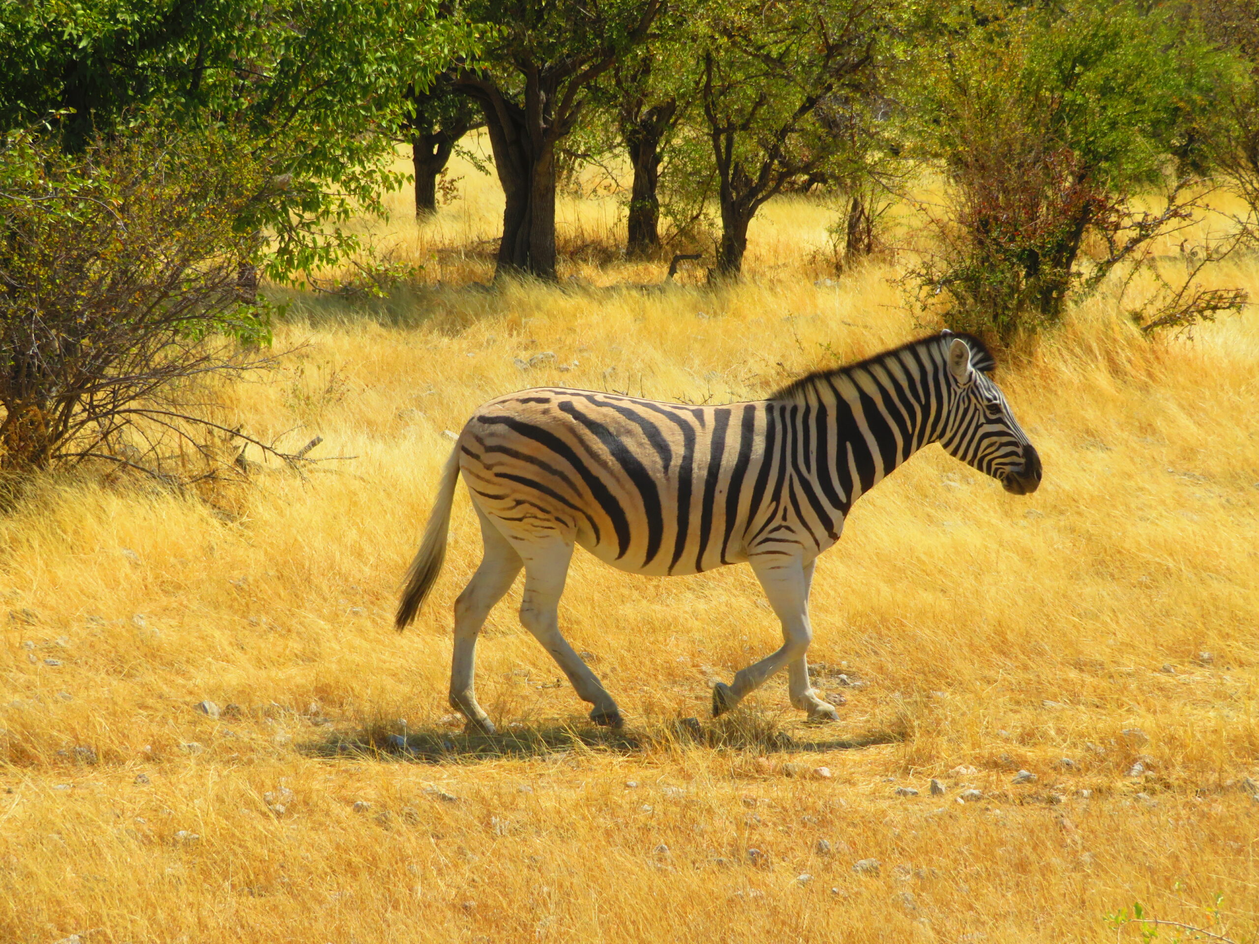 zebre commun etosha namibie