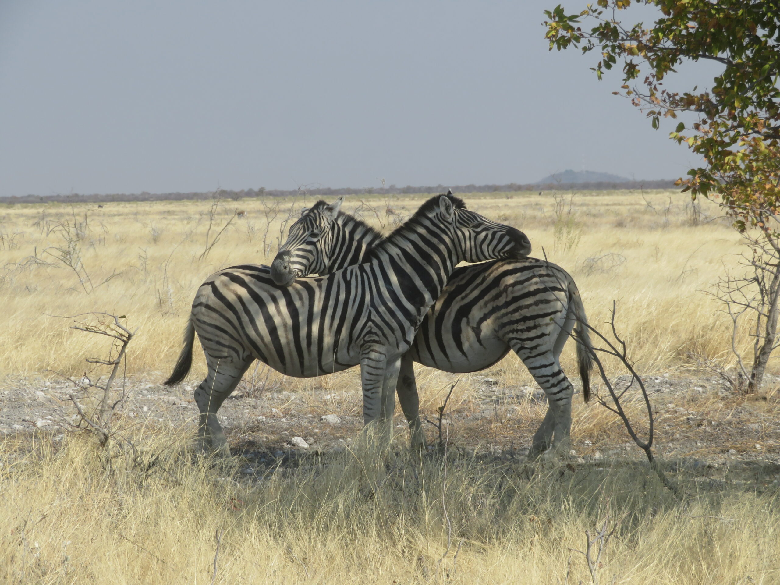 zebres communs etosha namibie