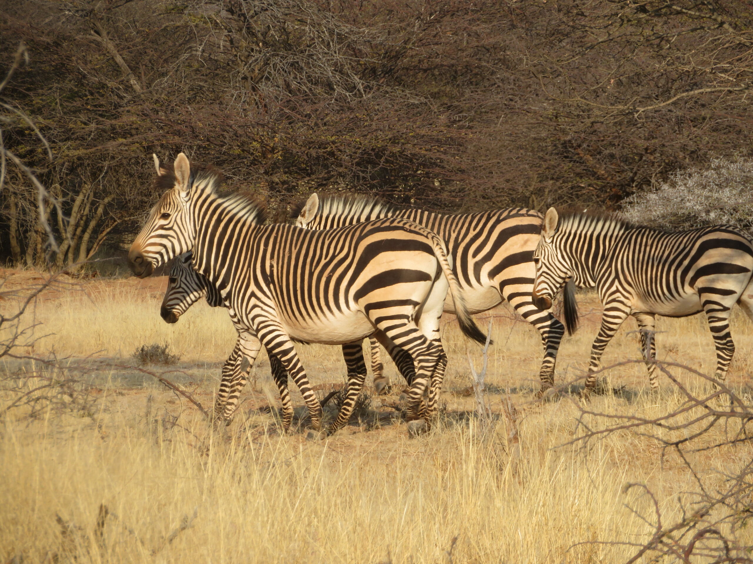 zebres hartmann montagne mount etjo namibie