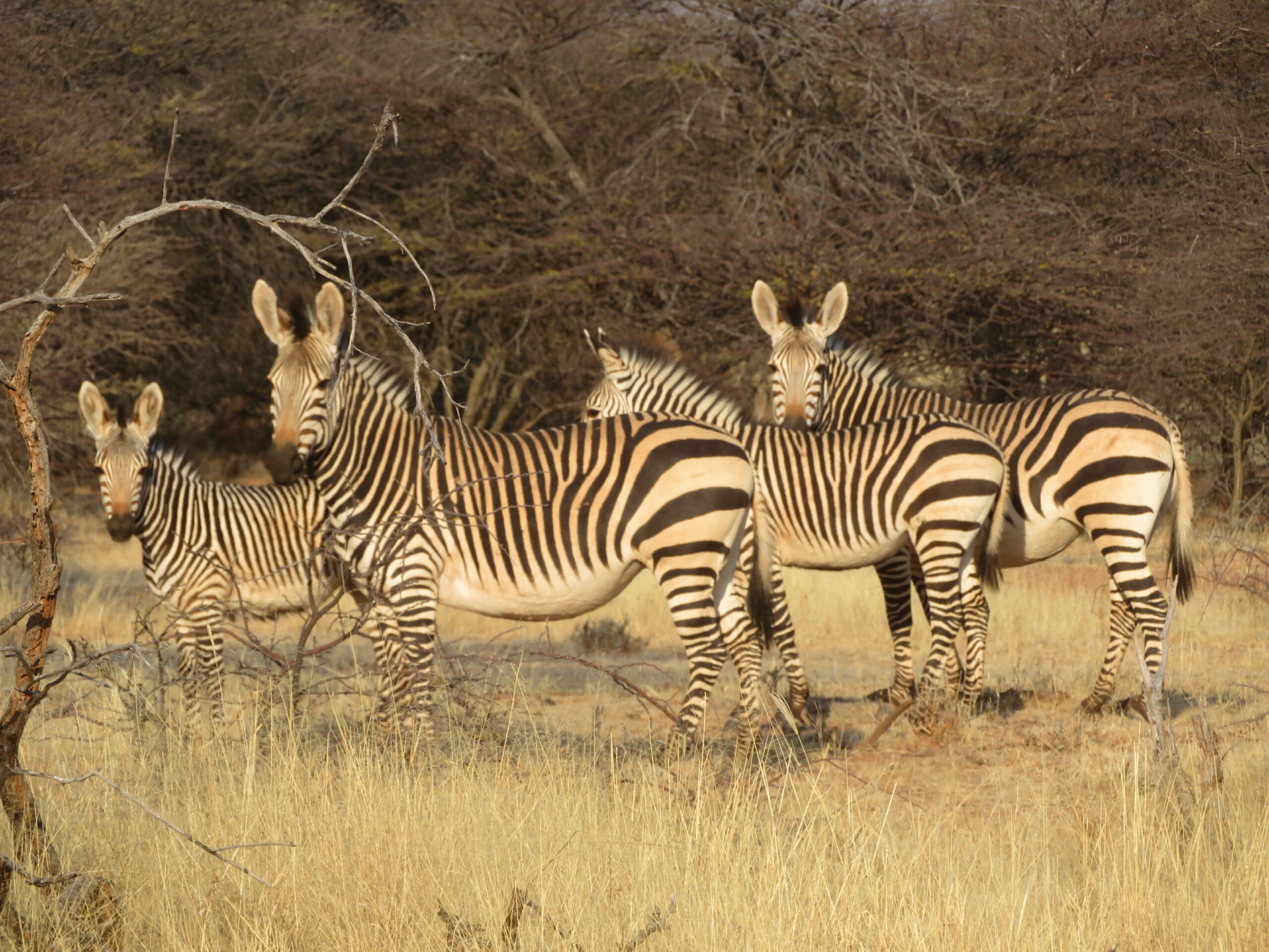zebres Hartmann montagne mount etjo namibie