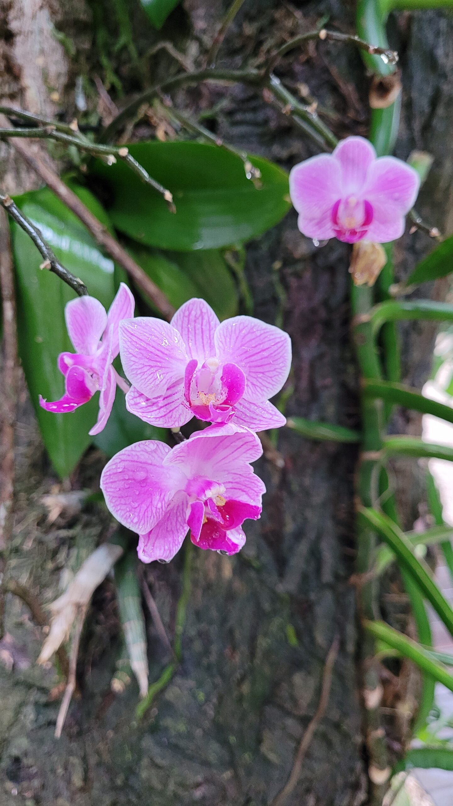 zentik project yucatan mexique orchidee